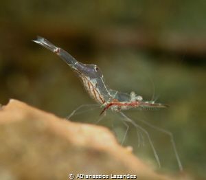 Manipontonia psamathe. Bali by Athanassios Lazarides 